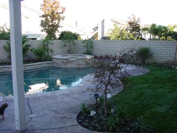 3 - Japanese Maple tree